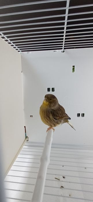 Kanarki Gloster samca nr 15 i samicę 32