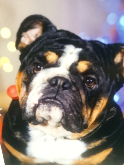 Англійський бульдог