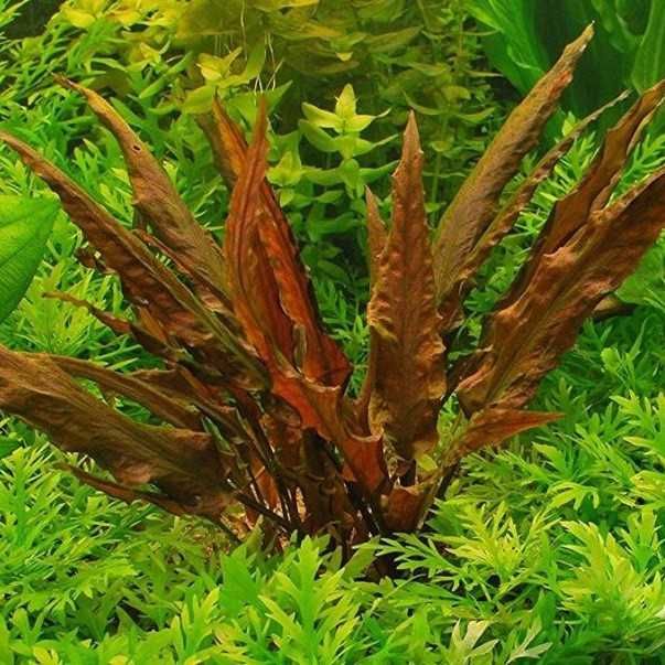 Cryptocoryne Wendtii brown - Planta aquática