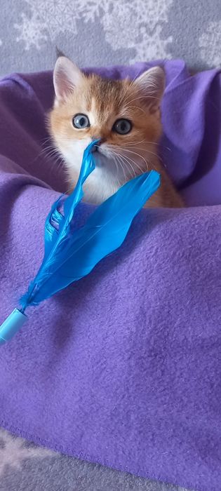 Золота шиншила дівчинка.