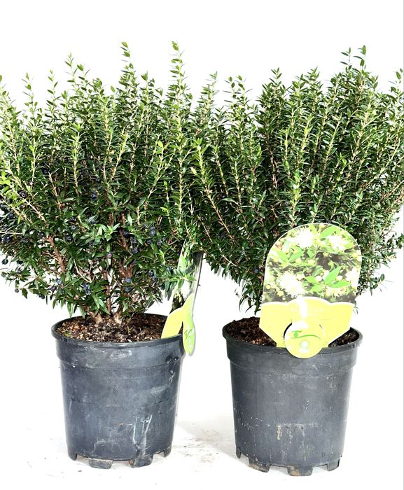 Мирт. Доставка по Україні.