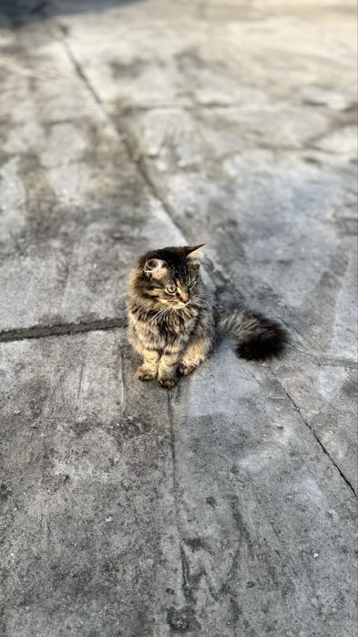 Котики у добрі руки