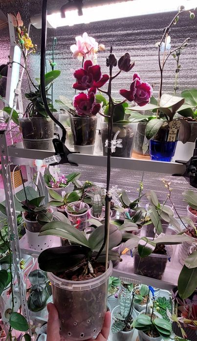 Орхідея фаленопсіс phal. Summer Breath