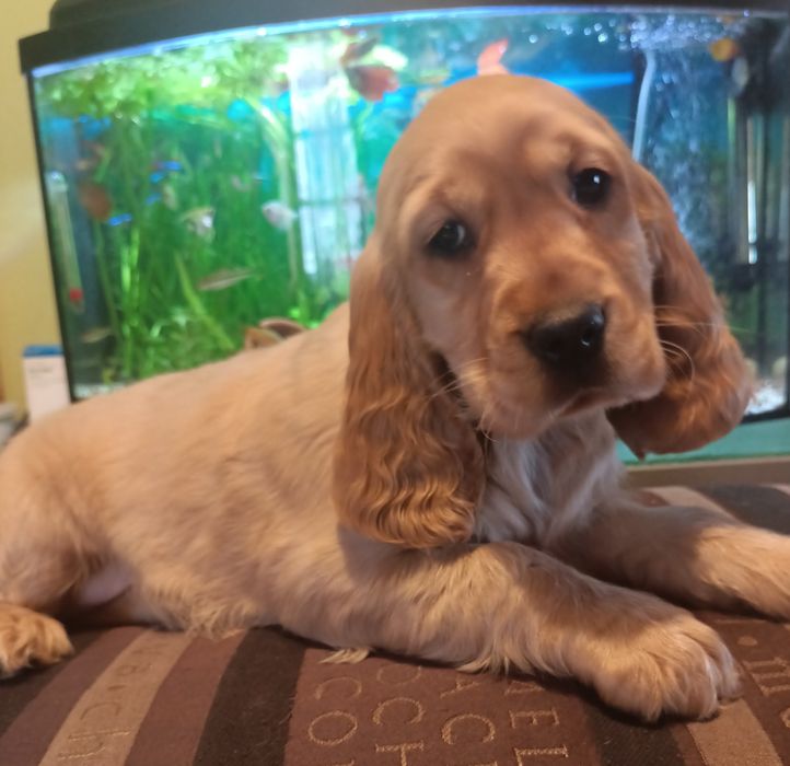 Piękna suczka Cocer spaniel angielski