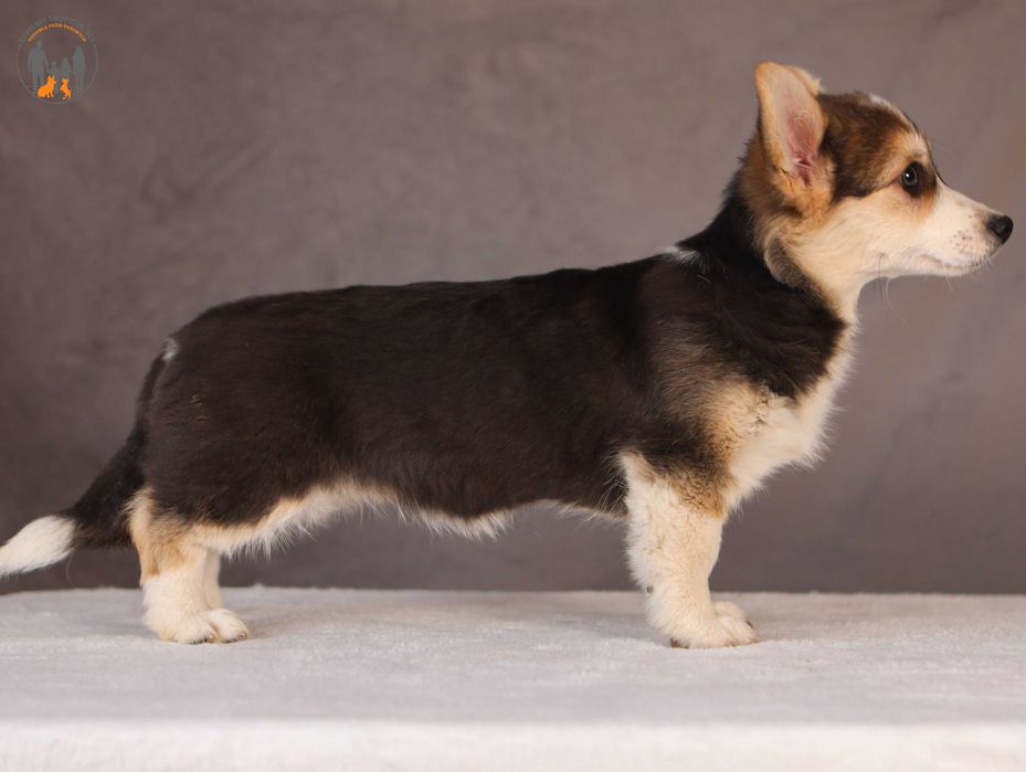 Welsh Corgi Pembroke ZKWP rodzice przebadani na choroby genetyczne