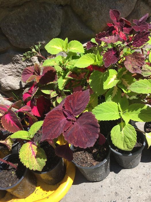 Комнатные растения