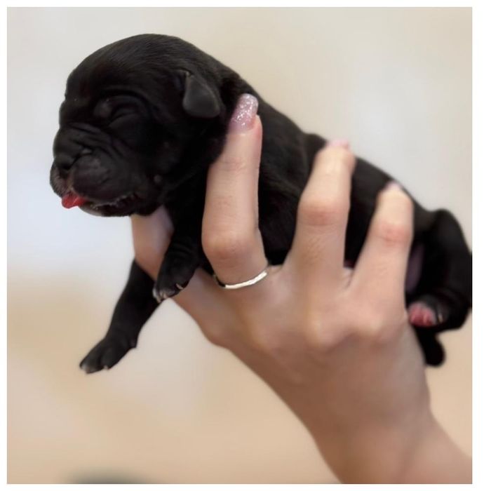 Малюки Кане корсо