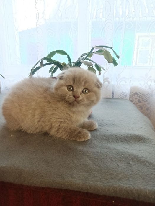 Шотландські кошенята