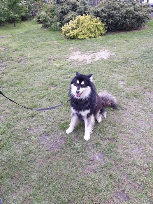 Szkolenie rasowych psów