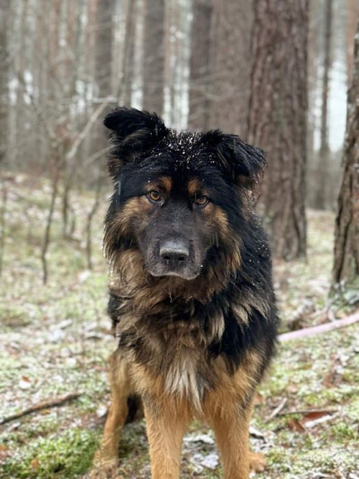 Owczarek niemiecki w typie rasy – dobry pies do wspólnego życia