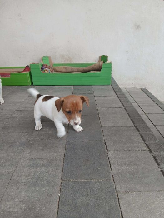 Jack Russell Terrier - suczka