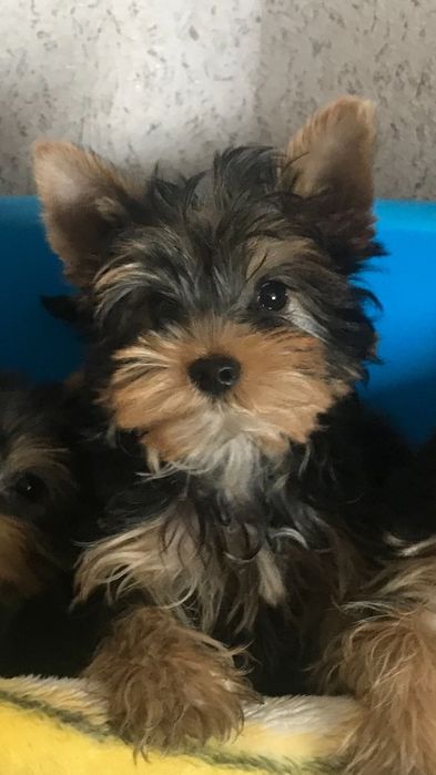 Sprzedam suczke yorkshire terrier
