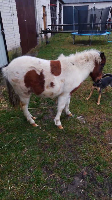 Sprzedam zrebice kucyk