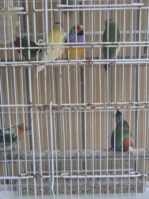 Diamantes Gould 2026