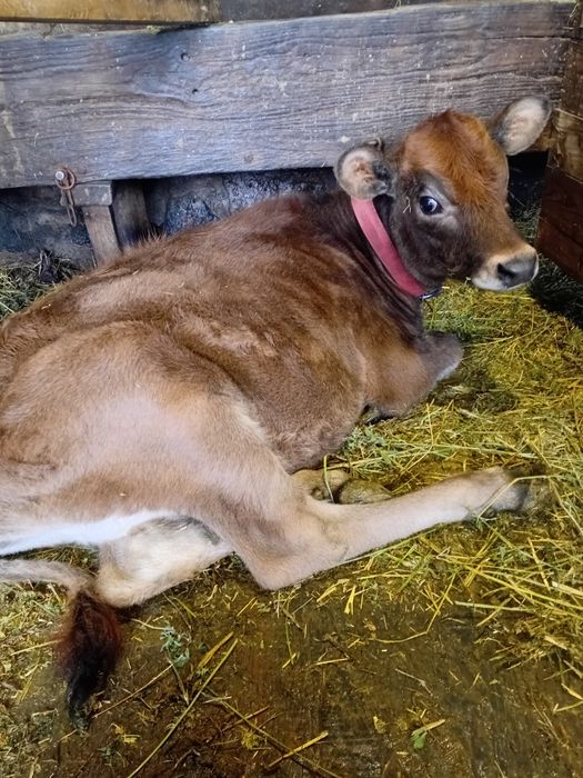 Продам чистопородна теличка Джерсей