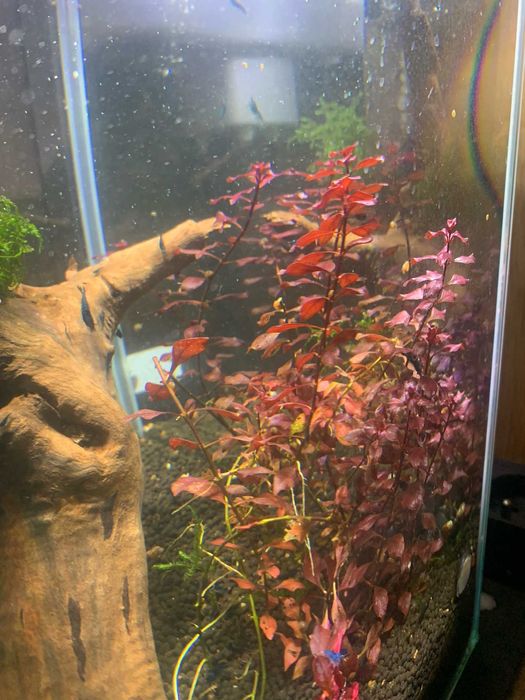 Ludwigia Mini sp. Super Red