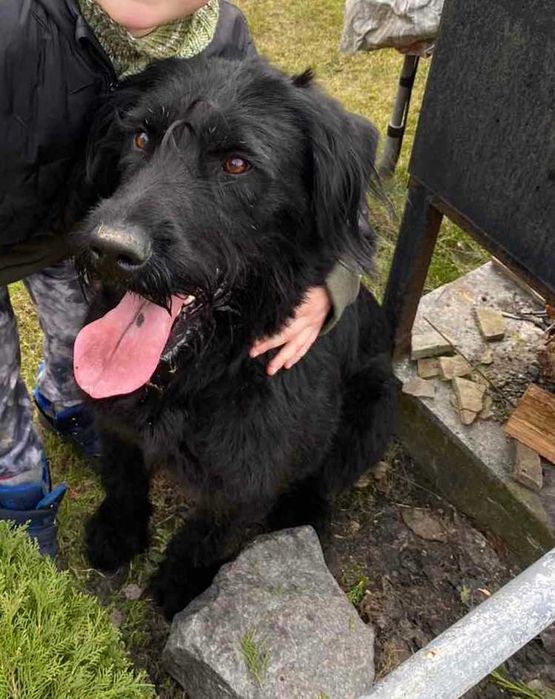 Безкоштовно Різеншнауцер