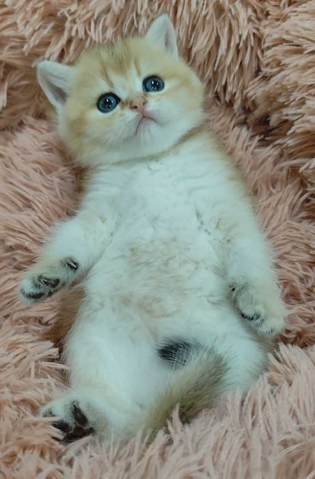 Gatinho Scottish Straight Golden