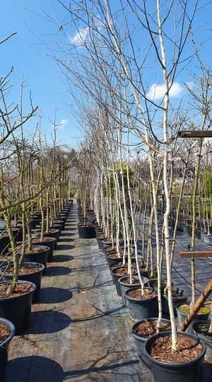 Grab, Klon, Wiśnia  DRZEWA ALEJOWE Szkółka WEBER Kicin