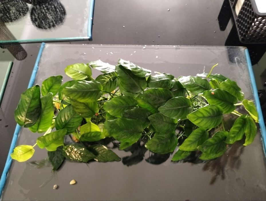 Vendo várias plantas de aquário