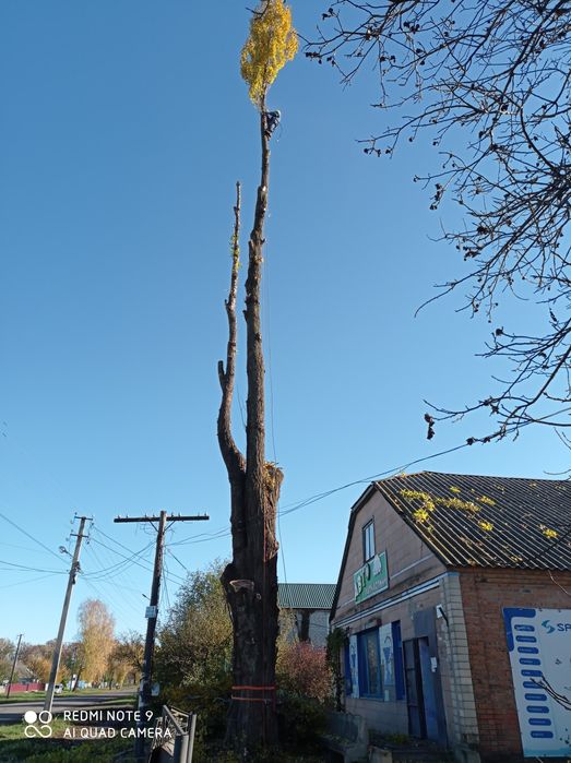Спиляємо проблемні дерева,спил дерев,послуги лісоруба,спиляти дерево
