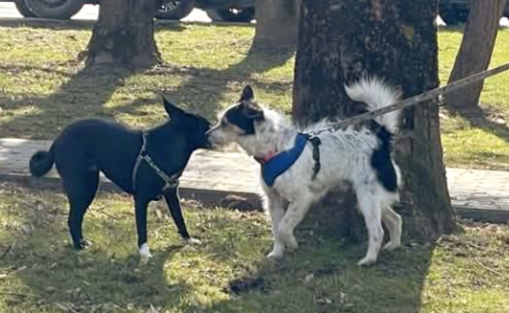 Cynamonek gorąco poleca się do adopcji...