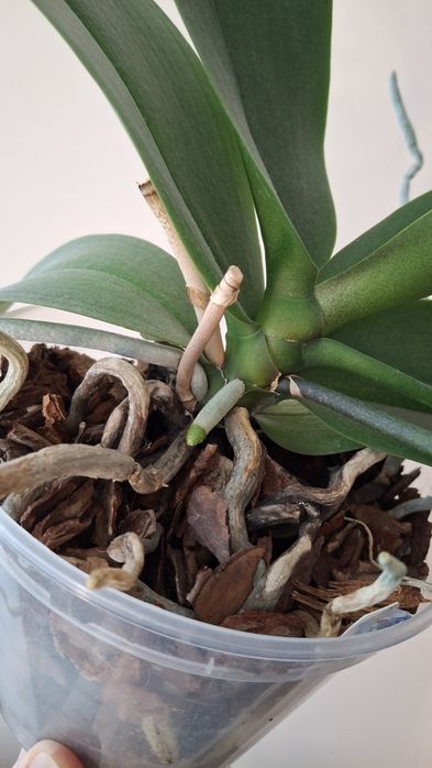 Орхідея фаленопсіс Sweet Girl