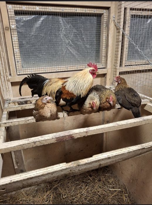 Liliputki karzełki polskie