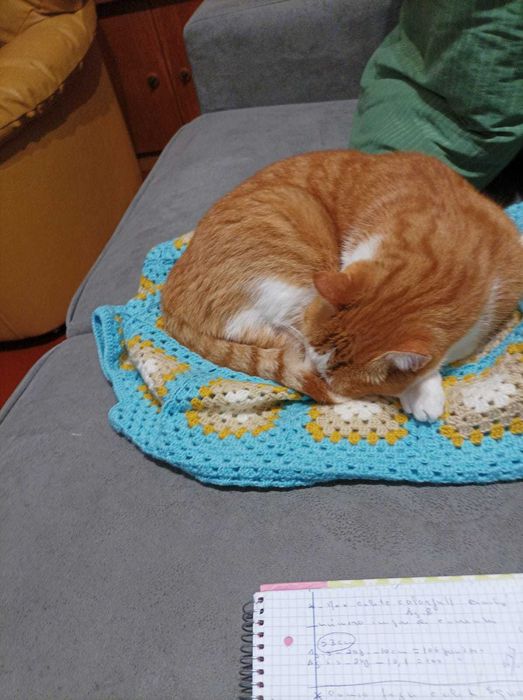 CASTRADO | Gato procura URGENTEMENTE Família de Acolhimento Definitivo