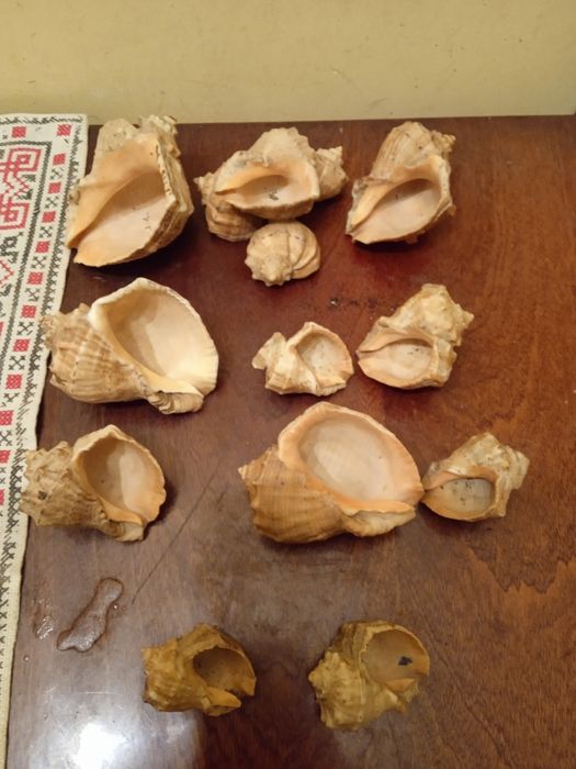 Продаю ракушки ціна 150 грн за всі