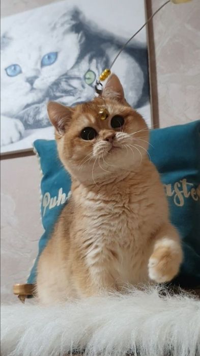 Золотой британский шиншилла плюшевый кото ведмежонок