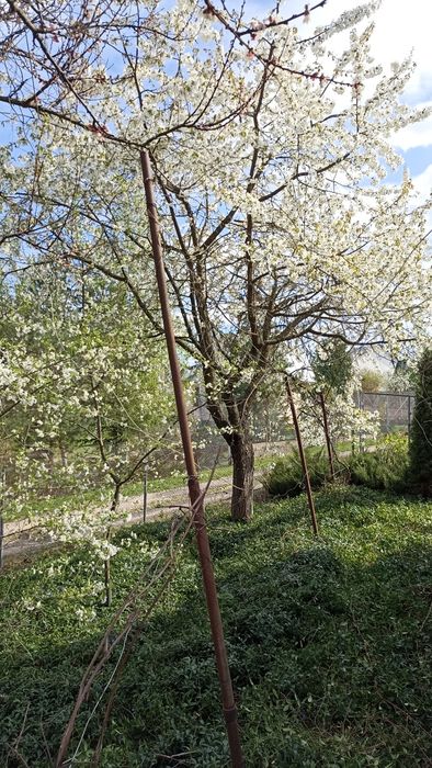 Дачний участок в передмісті Василькова