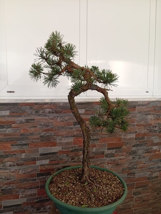 BONSAI Pinus Sylvestris estilo Bunjin. Aprox 60cm