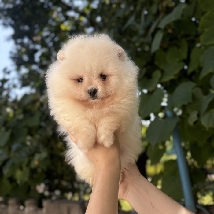 чудовий ведмедик шоу классу