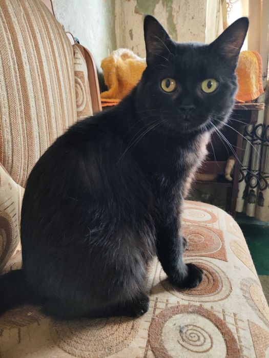 Кот - кіт - кішка - кошка - кошеня - котенок - котята