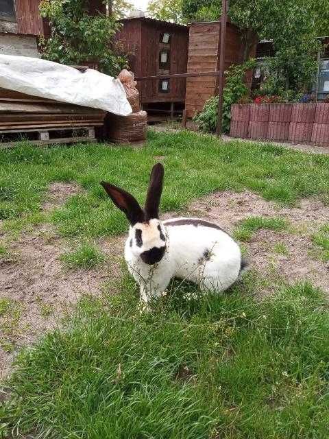 Olbrzym srokacz czarny