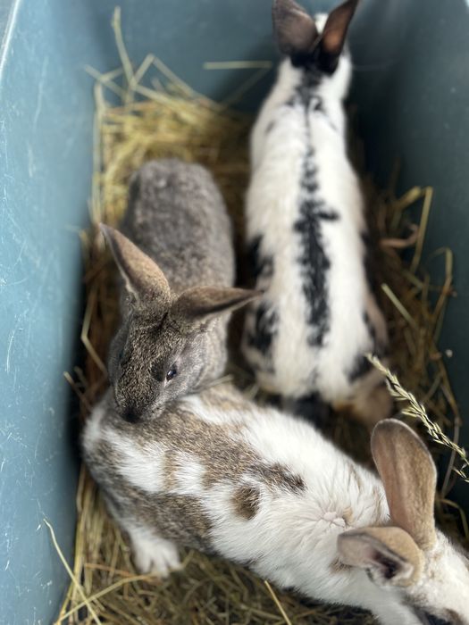 Кролі ,2 місячні по штучно