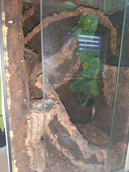 Terrarium  dla Gekona orzesionego
