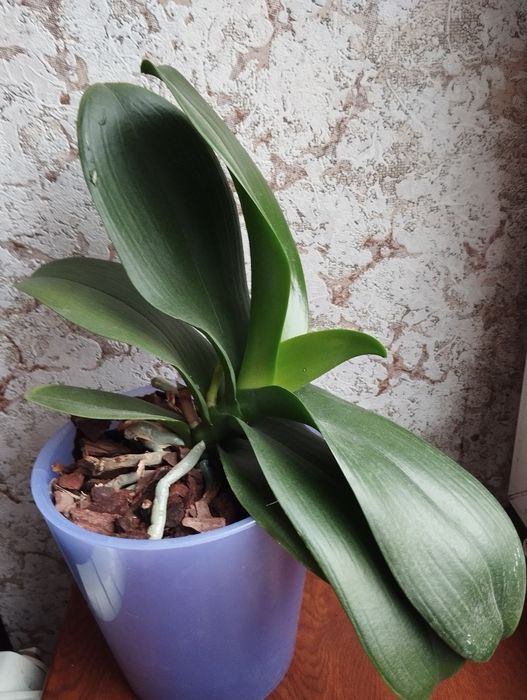 Орхідея  біла без квітів