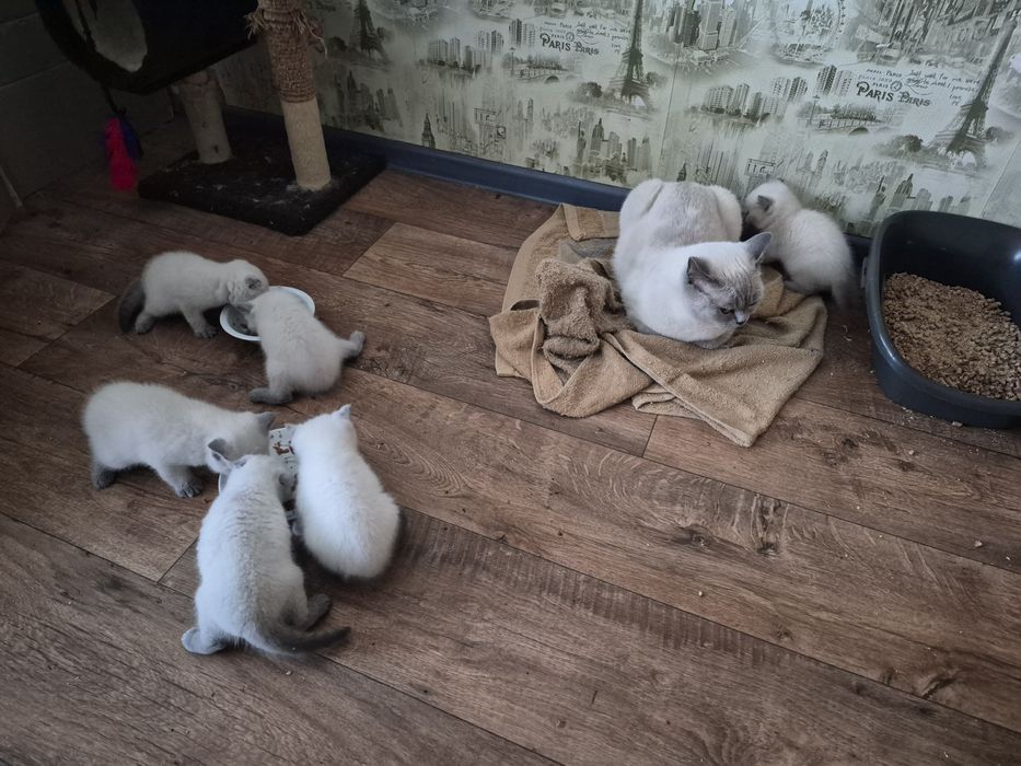 шотландские котята