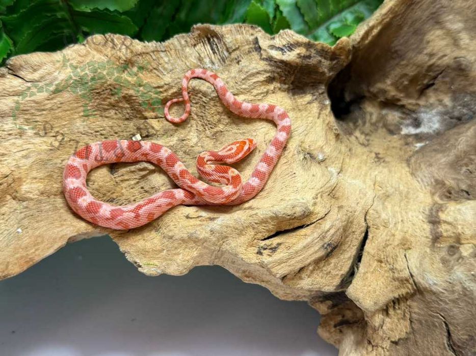 Wąż zbożowy węże zbożowe Bydgoszcz