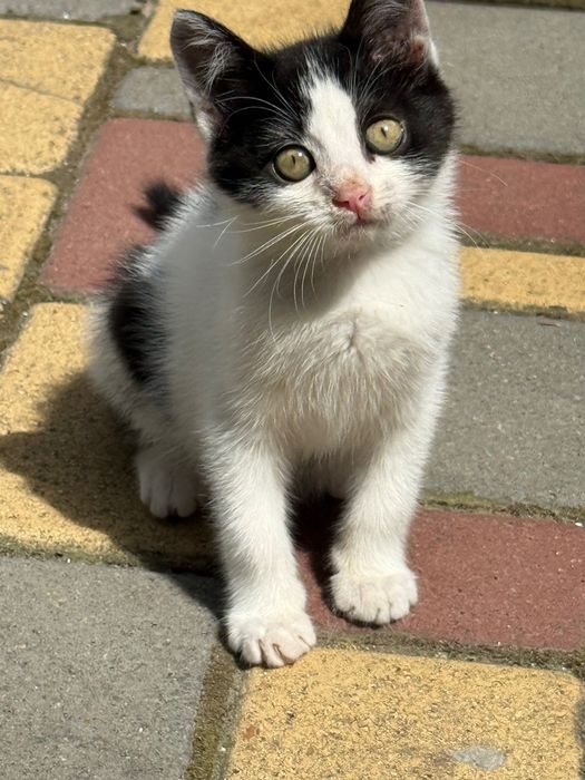 Котенок- девочка в добрые руки