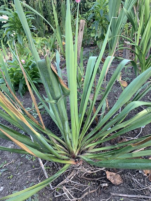 Юкка садова