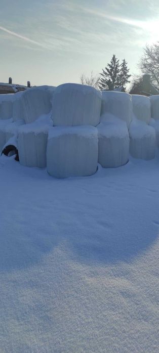 Sprzedam bele sianokiszonki