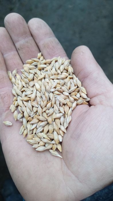 Продам ячмінь ярий
