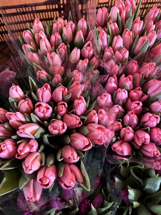 Луковиця тюльпана(після вигонки)