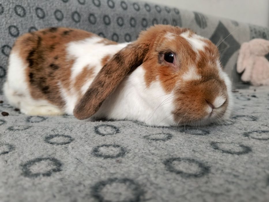 Króliczek do adopcji