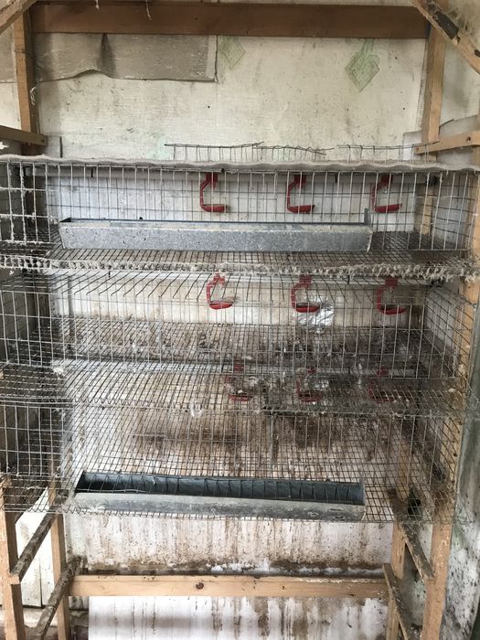 Клетки для перепелов