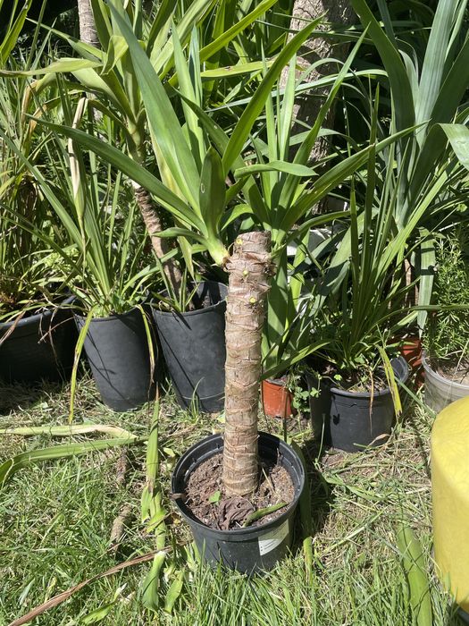 Yucca diversos tamanhos