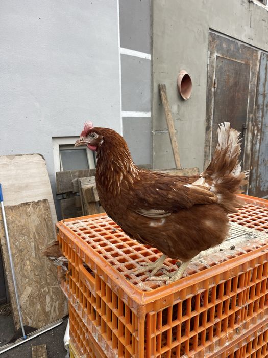 Несучка Ломан Браун 7 та 4,5 місяці